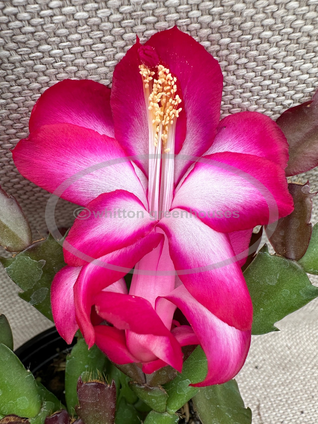 (image for) Crimson Pink